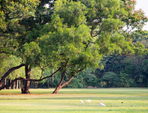 Exploring Bangkok’s Green Havens: Must-See Parks